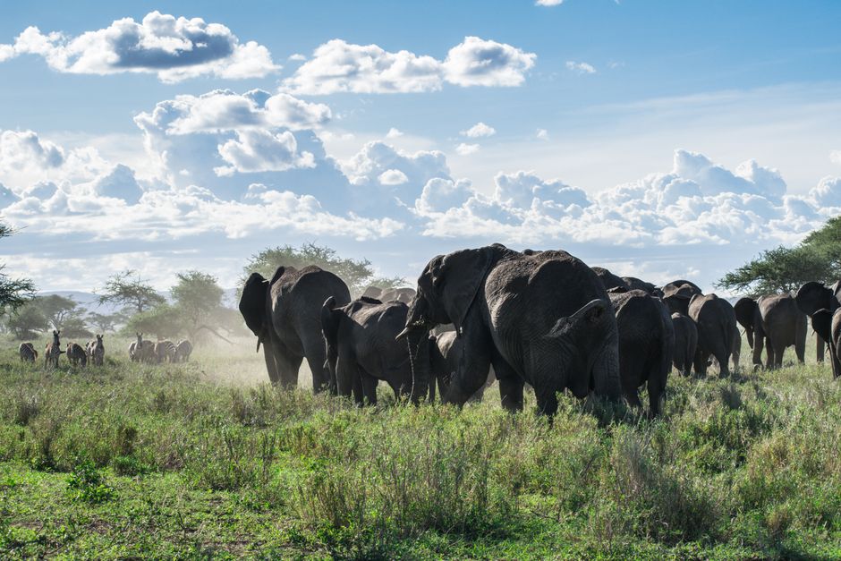 Elephant herd crossing open grassland in the Serengeti with zebras in the distance